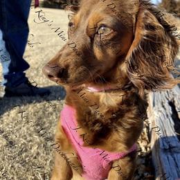 Dollie - Dachshund