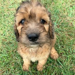 Gourd-y with training - Sable male Cockapoo puppy in Boonville, North Carolina from Doods & Dolls