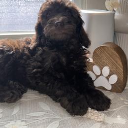 J'Adore - Brown female Bernedoodle puppy in Ohio from Moore Doodles