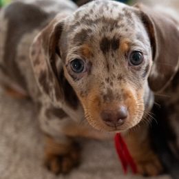 Nemo - Dapple Dachshund puppy in Sacramento, California from Freckled Weenies of Sacramento