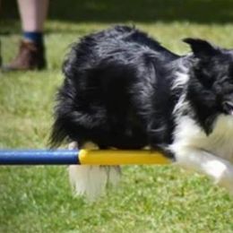 Border Collies from Ruth's Border Collies