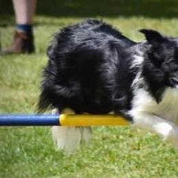 Border Collies from Ruth's Border Collies