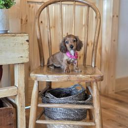 AKC Meet Molly :) - Sable female Dachshund puppy in Centerville, Iowa from Barnyard Dachshunds, Dals & Doodles