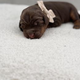 Australian Labradoodle Puppies from Liberty Hill Labradoodles