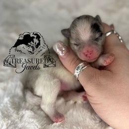 SALLY - Blue merle female Pomeranian puppy in Willis, Texas from Treasured Jewels Pomeranians