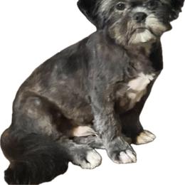 Tyler - Black male Shih Tzu puppy in Tenino, Washington from Fantasy Realm Shih Tzus