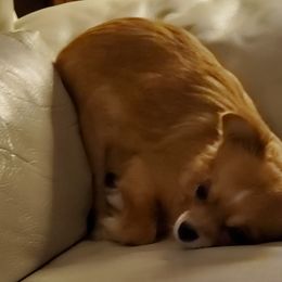 Chihuahua Puppies from Fine Whines & Lickers