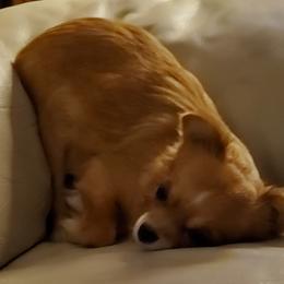 Chihuahua Puppies from Fine Whines & Lickers