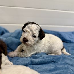 Alfie - Brown male Lagotto Romagnolo puppy in Ashland, Ohio from SS Australian Shepherds