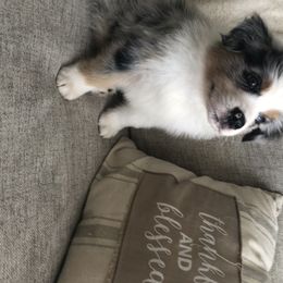 Australian Shepherd Puppies from Satterfield Family Farms