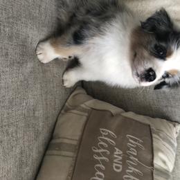 Australian Shepherd Puppies from Satterfield Family Farms