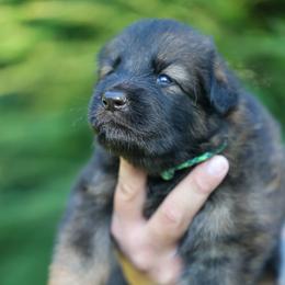Green collar - Sable male German Shepherd puppy in Prospect, Connecticut from Di Massimo Canile