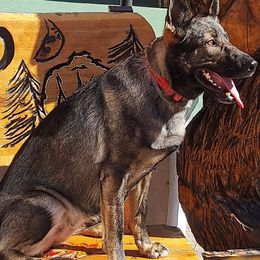 German Shepherds from Hanson Hill Farm, LLC