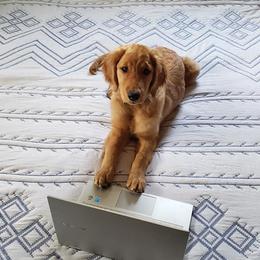 Golden Retriever Puppies from Golden Bunns Retrievers