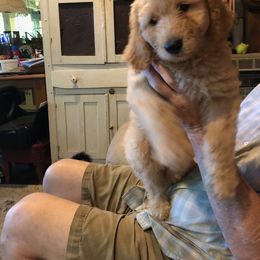 Labradoodle Puppies from Hippie Hollow Doodles