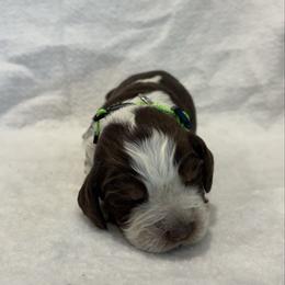 Light green boy - Tri-Roan male English Springer Spaniel puppy in Lincoln, Texas from LeeCo. Springers