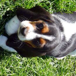 Basset Hounds from All Ears Bassets