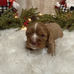 Maple - Chocolate female Cavalier King Charles Spaniel puppy in Ellisville, Mississippi from Malu Lani Cavaliers