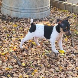 Girl 1 - Rat Terrier puppy from Angel Flight Kennel