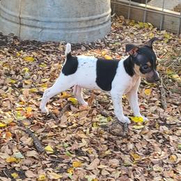 Girl 1 - Rat Terrier puppy from Angel Flight Kennel