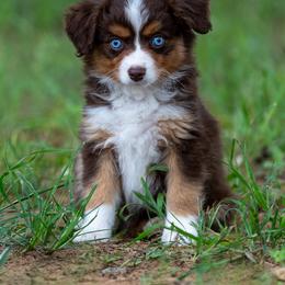 Wren - Red tri female Toy Australian Shepherd puppy in Granbury, Texas from Best Little Aussies