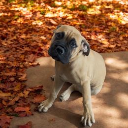 Bullmastiff Puppies from Ambrosia Mastiffs