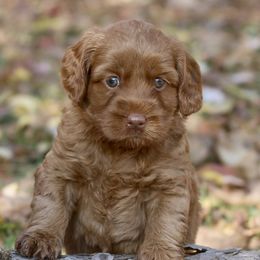 Australian Labradoodle Puppies from True North Labradoodles