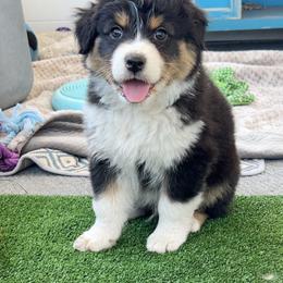 Mojito - Black tri-color male Australian Shepherd puppy in Kearney, Nebraska from Helix Aussies