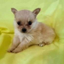 Fuji Pomchi - Blue fawn male Chihuahua puppy in Seneca, Missouri from Stephanie’s Puppy Colony