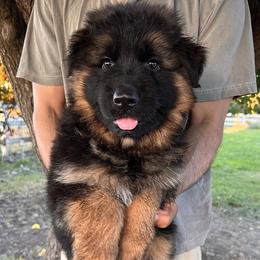 German Shepherd Puppies from Zaragoza German Shepherds