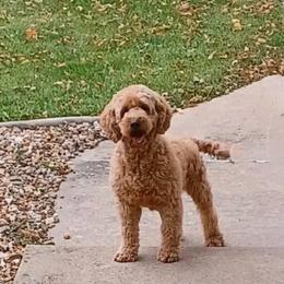 Lucy - Goldendoodle