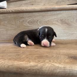 Rolo (Fluffy) - Black and tan male Pembroke Welsh Corgi puppy in Phelan, California from Desert Sunset Pembroke Welsh Corgis