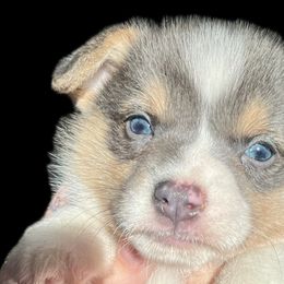American Corgis, Basset Hounds, and Pembroke Welsh Corgis from High Hopes Hounds