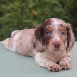 Zane - Dapple male Dachshund puppy in Hazlehurst, Georgia from DrakeFire Dachshunds