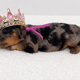 Ginny - Harry Potter Litter - Merle female Bernedoodle puppy in Charleston, South Carolina from Palm Belle Doodles