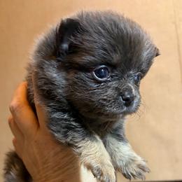 Selkie - Blue and tan female Pomeranian puppy in Port Angeles, Washington from Pacific Northwest Pomeranians