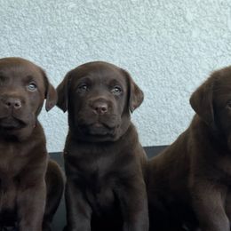 Boy 3 - Chocolate male Labrador Retriever puppy in Orlando, Florida from Clarisma K9’s