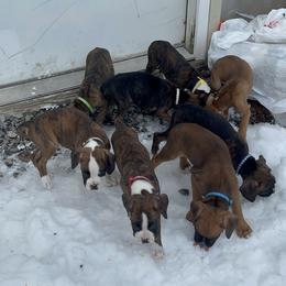 Boxer Puppies from Reynolds Homestead Boxers