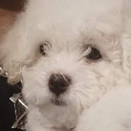 Bichon Frises from McCloud's Bichon Frise