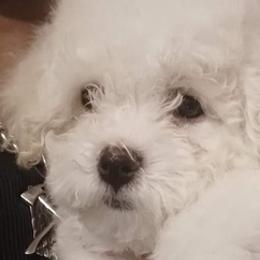 Bichon Frises from McCloud's Bichon Frise