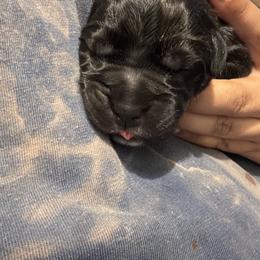 Cane Corso Puppies from Bellissima Cala Cane Corso