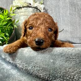 Aidan - Red male Irish Doodle puppy in Hammond, Wisconsin from Queen of the Hill Puppies