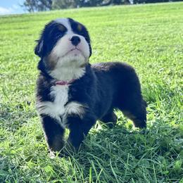 Callie - Tri-color female Bernese Mountain Dog puppy in Soldiers Grove, Wisconsin from Lonesome Pine Farm
