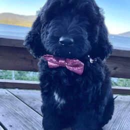 Assorted Doodle Crosses Puppies from Texas Hometown Dogs