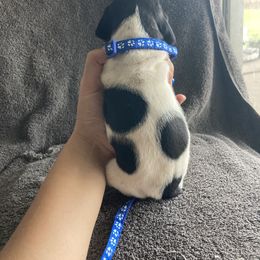 Dark Blue Boy - Black and white male German Shorthaired Pointer puppy in Morley, Michigan from Winsome Farm