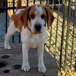 Ruby - Beagle
