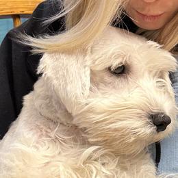 Miniature Schnauzers from Larsen’s Adorable Pups