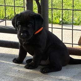 Eddie - Black male Labrador Retriever puppy in Springfield, Missouri from Kellner Labradors