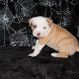 American Pit Bull Terrier Puppies from Mika Tica Kennels