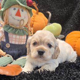 Pancake - Buff male Cocker Spaniel puppy in Greers Ferry, Arkansas from Lake Area Cuddly Cockers